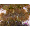 WYSIWYG Tridacna squamosina A8 5-6 cm