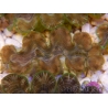 WYSIWYG Tridacna squamosina A8 5-6 cm