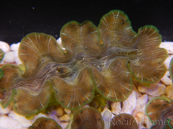 WYSIWYG Tridacna squamosina A9 5-6 cm