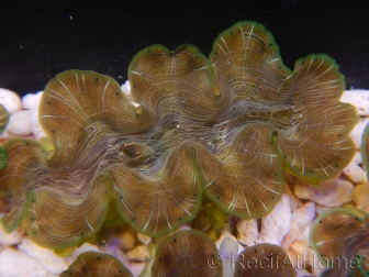 WYSIWYG Tridacna squamosina A9 5-6 cm