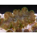 WYSIWYG Tridacna squamosina A9 5-6 cm