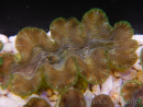 WYSIWYG Tridacna squamosina A9 5-6 cm