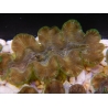 WYSIWYG Tridacna squamosina A9 5-6 cm