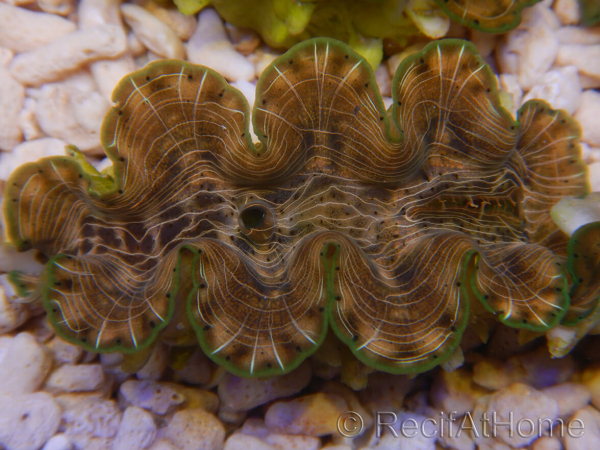 WYSIWYG Tridacna squamosina A10 5-6 cm