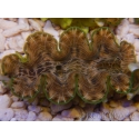 WYSIWYG Tridacna squamosina A10 5-6 cm