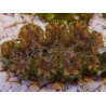 WYSIWYG Tridacna squamosina A10 5-6 cm