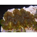 WYSIWYG Tridacna squamosina A19 5-6 cm