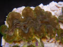 WYSIWYG Tridacna squamosina A19 5-6 cm