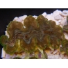 WYSIWYG Tridacna squamosina A19 5-6 cm