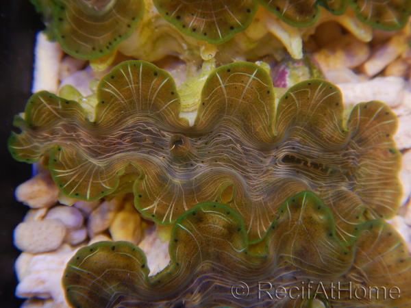 WYSIWYG Tridacna squamosina A18 5-6 cm