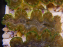 WYSIWYG Tridacna squamosina A18 5-6 cm