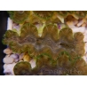WYSIWYG Tridacna squamosina A18 5-6 cm