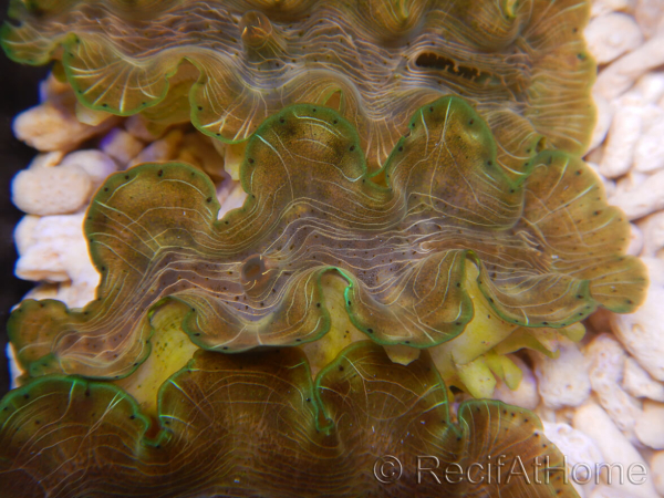 WYSIWYG Tridacna squamosina A17 5-6 cm