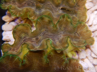 WYSIWYG Tridacna squamosina A17 5-6 cm