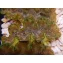 WYSIWYG Tridacna squamosina A17 5-6 cm