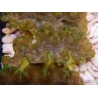 WYSIWYG Tridacna squamosina A17 5-6 cm