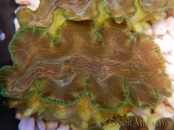 WYSIWYG Tridacna squamosina A16 5-6 cm
