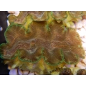 WYSIWYG Tridacna squamosina A16 5-6 cm