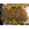 WYSIWYG Tridacna squamosina A16 5-6 cm