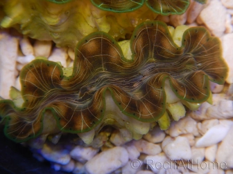 WYSIWYG Tridacna squamosina A15 5-6 cm