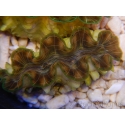 WYSIWYG Tridacna squamosina A15 5-6 cm
