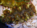 WYSIWYG Tridacna squamosina A15 5-6 cm