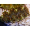 WYSIWYG Tridacna squamosina A15 5-6 cm