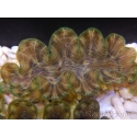 WYSIWYG Tridacna squamosina A14 5-6 cm