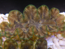 WYSIWYG Tridacna squamosina A14 5-6 cm