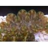 WYSIWYG Tridacna squamosina A14 5-6 cm