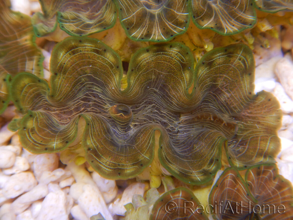 WYSIWYG Tridacna squamosina A13 5-6 cm