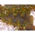 WYSIWYG Tridacna squamosina A13 5-6 cm