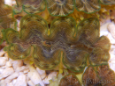 WYSIWYG Tridacna squamosina A13 5-6 cm