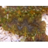 WYSIWYG Tridacna squamosina A13 5-6 cm