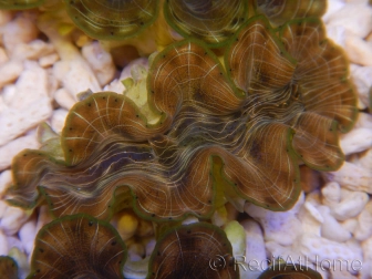 WYSIWYG Tridacna squamosina A12 5-6 cm