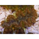 WYSIWYG Tridacna squamosina A12 5-6 cm