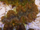 WYSIWYG Tridacna squamosina A12 5-6 cm