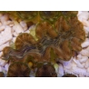 WYSIWYG Tridacna squamosina A12 5-6 cm