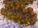 WYSIWYG Tridacna squamosina A11 5-6 cm