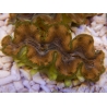 WYSIWYG Tridacna squamosina A11 5-6 cm