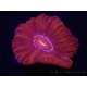 WYSIWYG Cynarina lacrymalis Ultra Red/Purple Mouth 5 (Skeleton 3.5 cm)