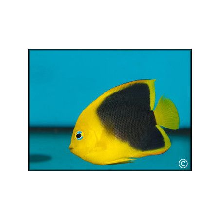 Holacanthus tricolor 