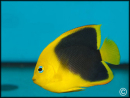Holacanthus tricolor 
