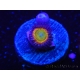 WYSIWYG Zoanthus Nebula/Blue Daisy 16C7