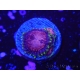 WYSIWYG Zoanthus Toxic Radiation/Blue Eyed Devil 16I5