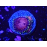 WYSIWYG Zoanthus Toxic Radiation/Blue Eyed Devil 16I5