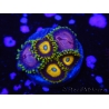 WYSIWYG Zoanthus Toxic Radiation/Blue Eyed Devil 16I6