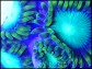 Green Lantern Zoanthus 4-5 polypes