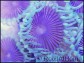 WYSIWYG - Zoanthus purple death premium z22