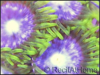 Zoanthus Bill premium  4-6 polypes